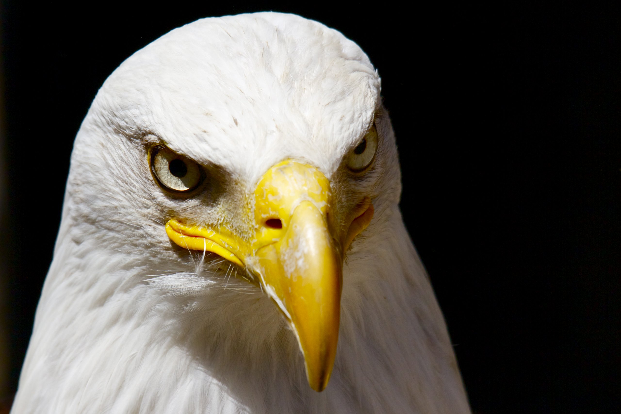 Wallpapers Animals Birds - Eagles American Eagle