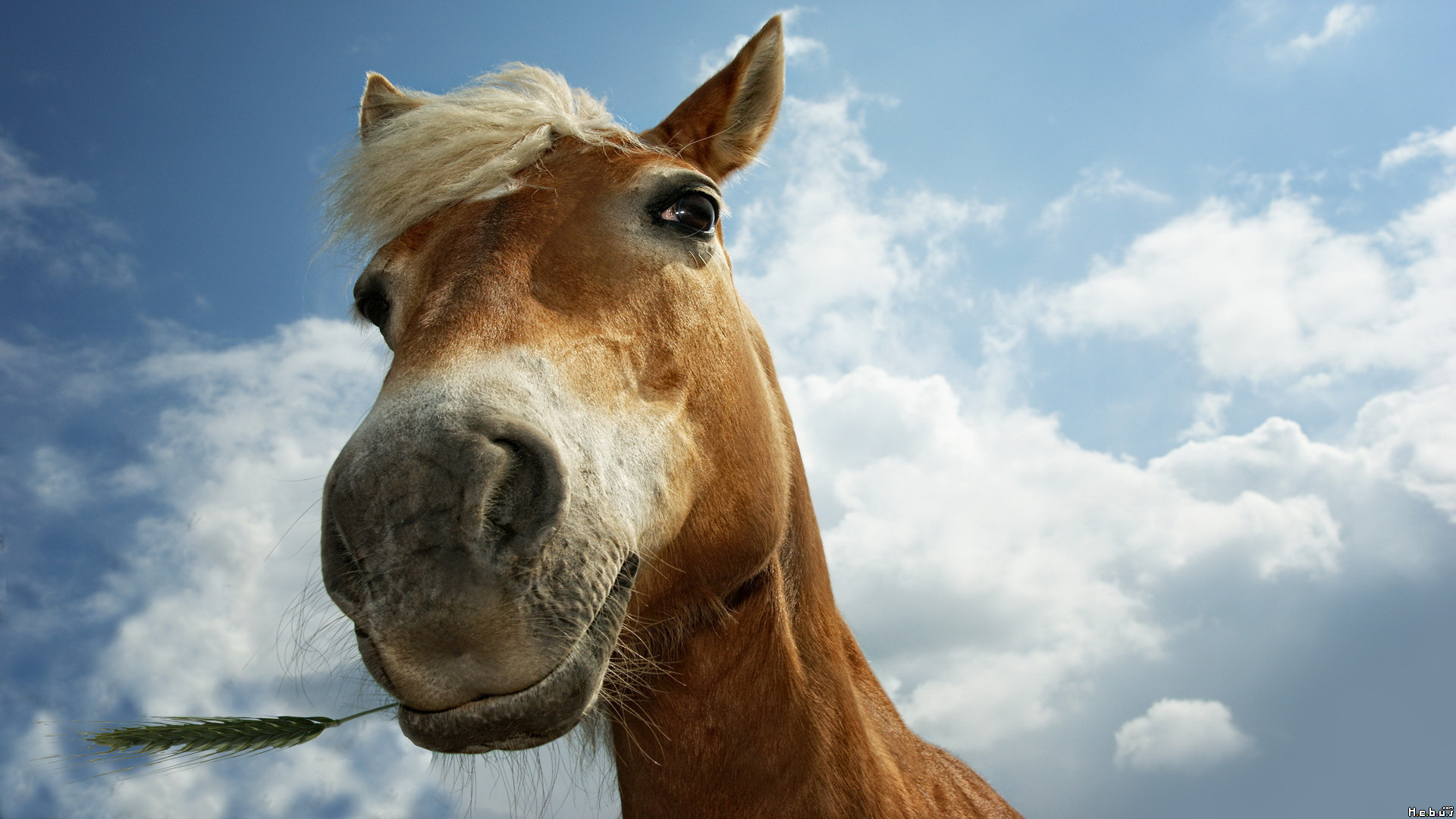 Fonds d'cran Animaux Chevaux 