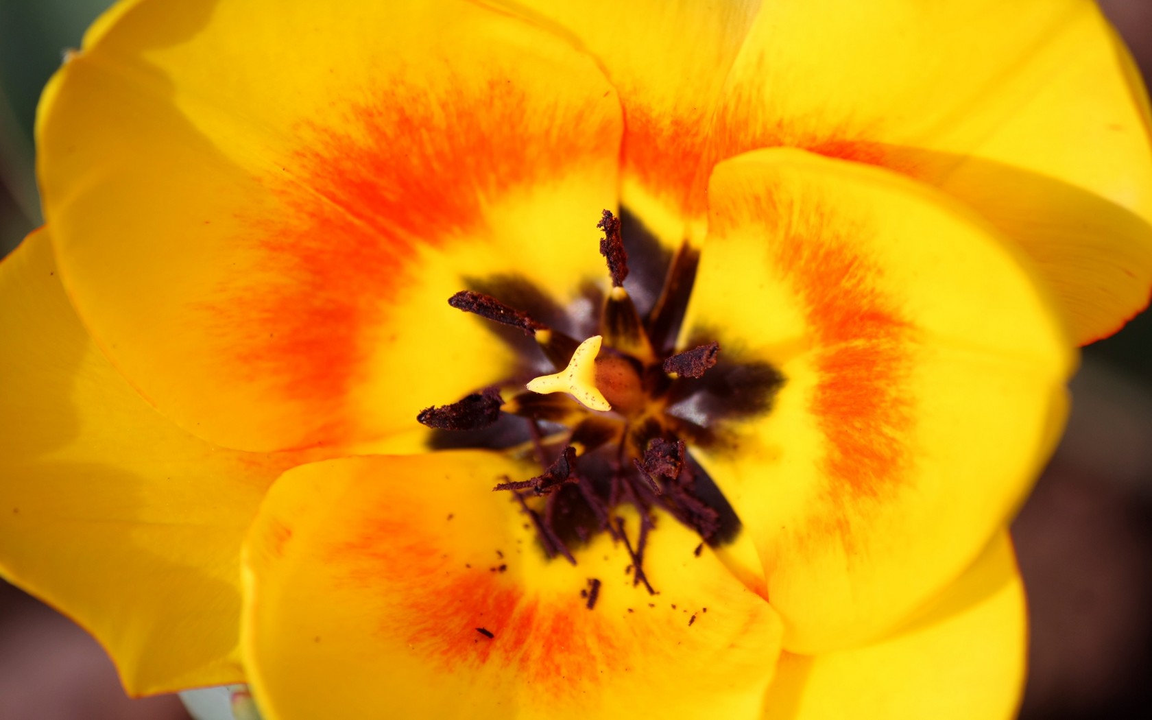 Wallpapers Nature Flowers Une Tulipe Jaune