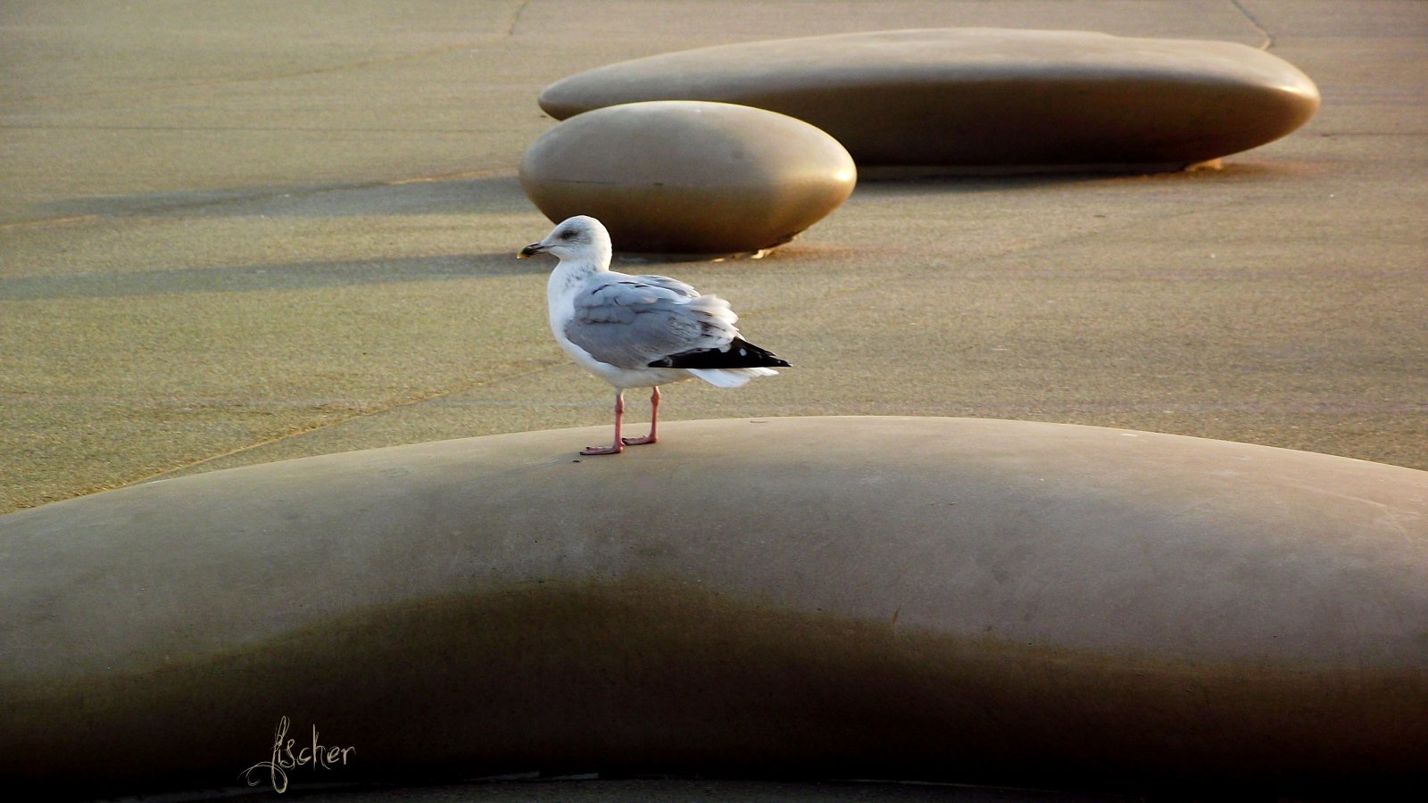 Fonds d'cran Animaux Oiseaux - Mouettes et Golands 