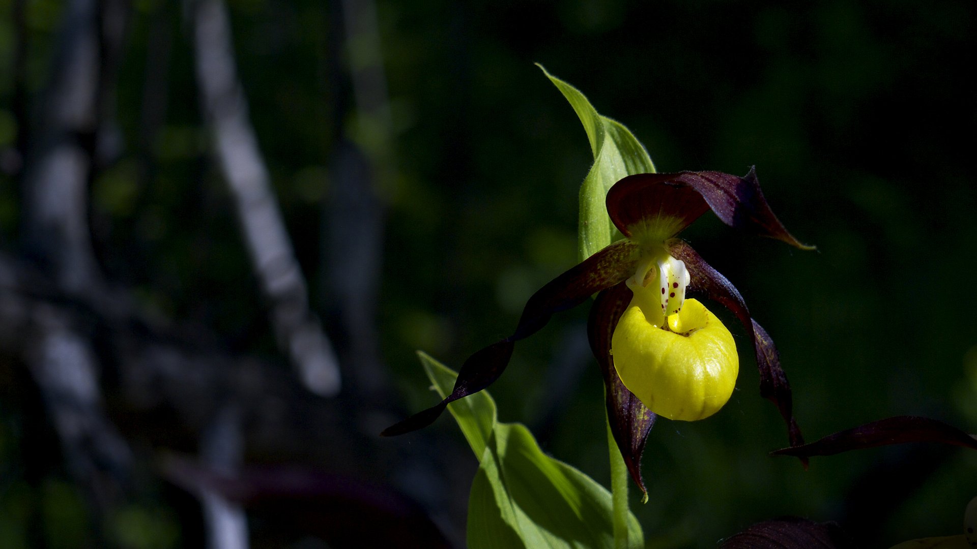 Fonds d'cran Nature Fleurs Cypripedium calceolus 2. 2012