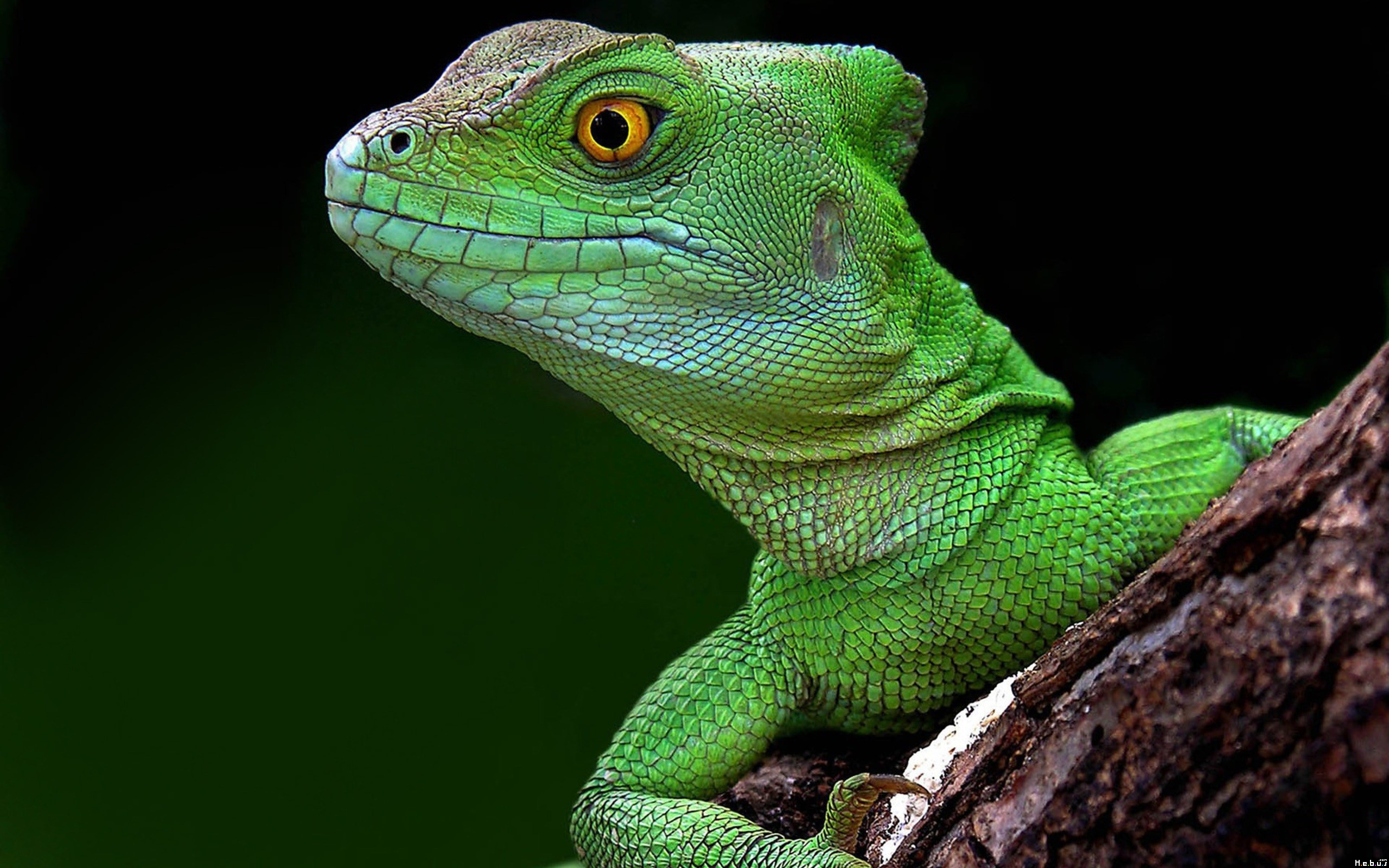 Fonds d'cran Animaux Lzards - Iguanes 