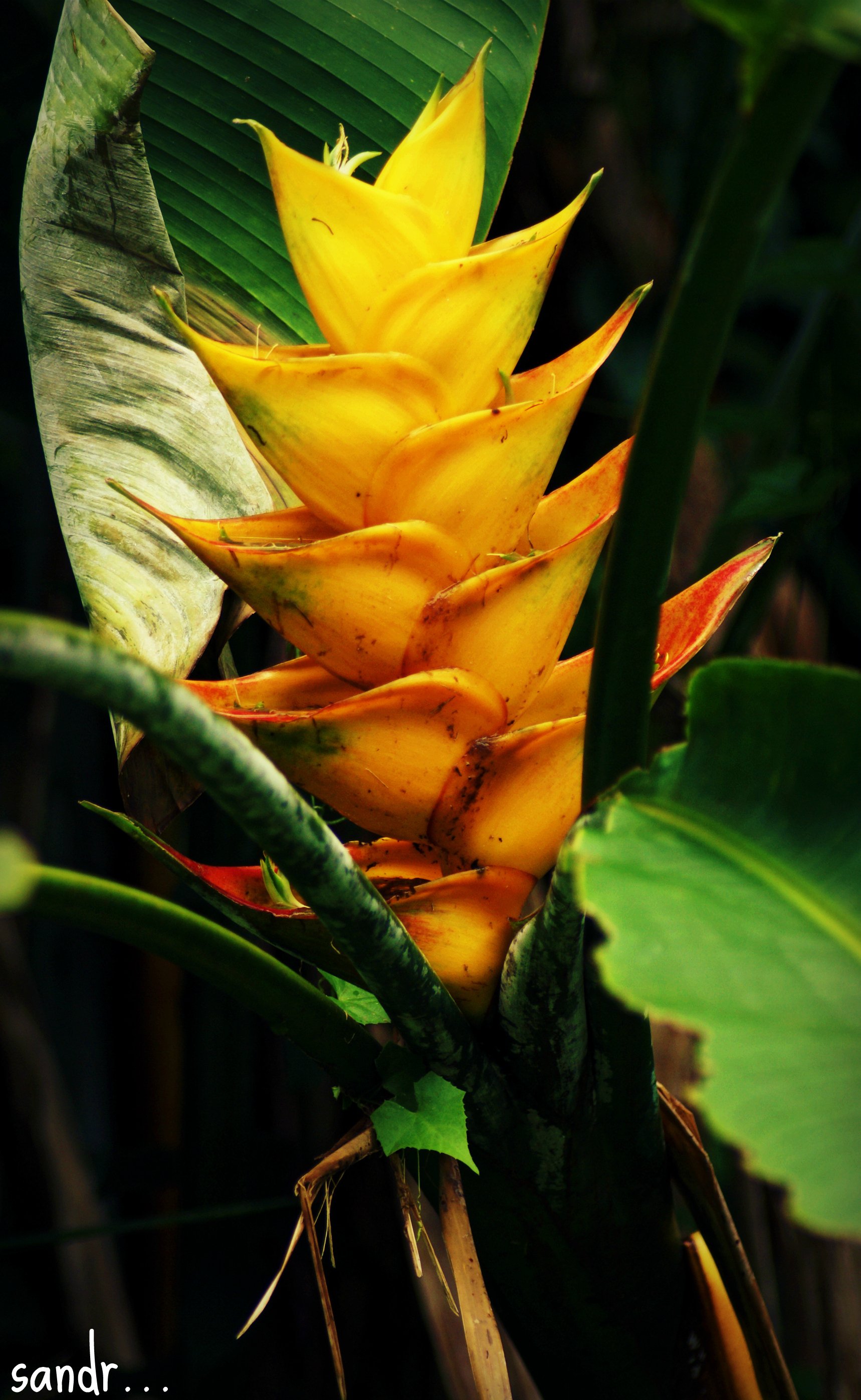 Fonds d'cran Nature Fleurs oiseau du paradis