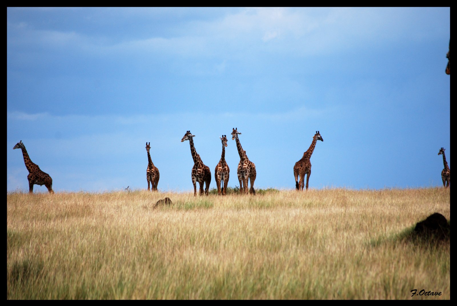 Wallpapers Animals Giraffes Girafes !