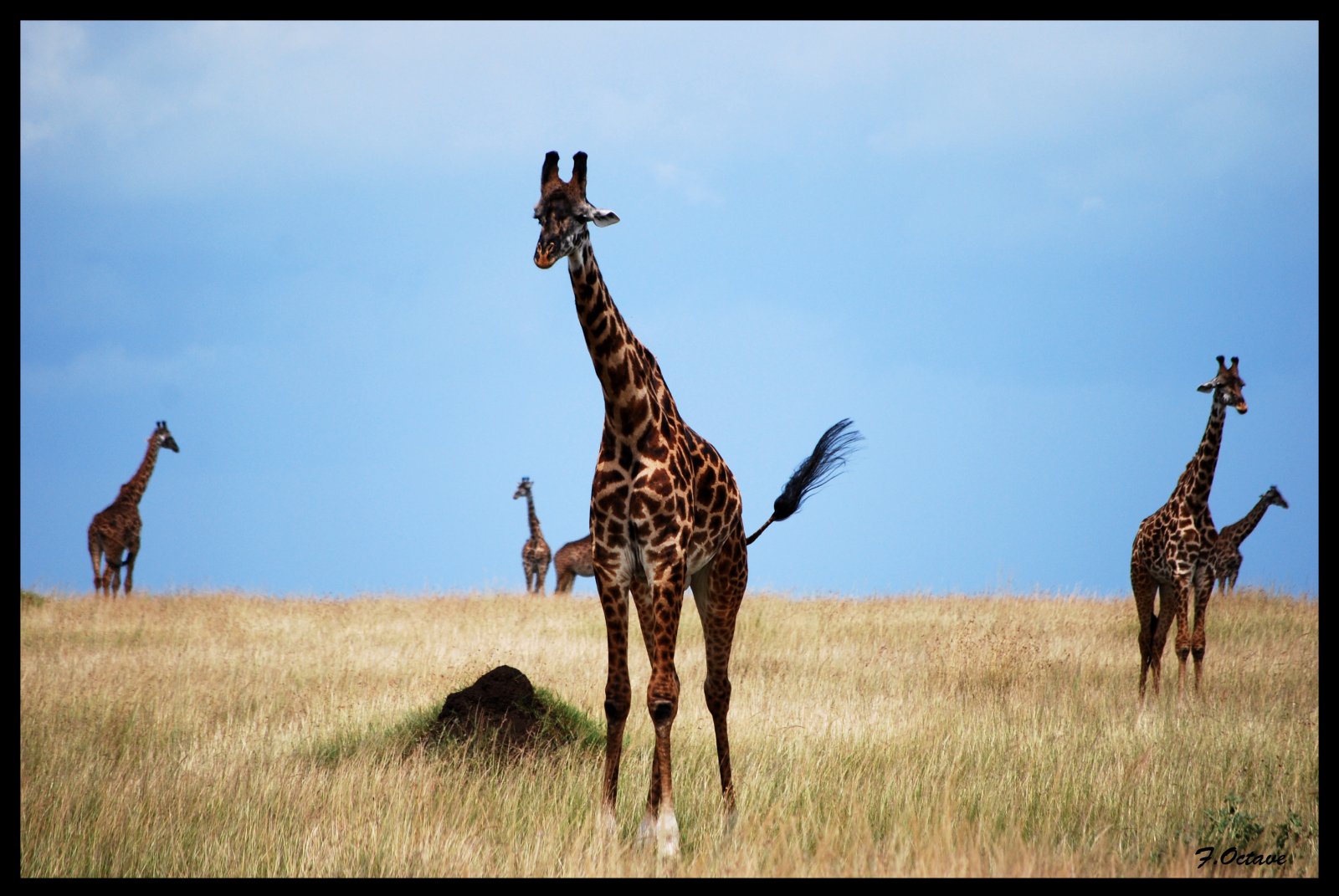 Fonds d'cran Animaux Girafes Girafes !