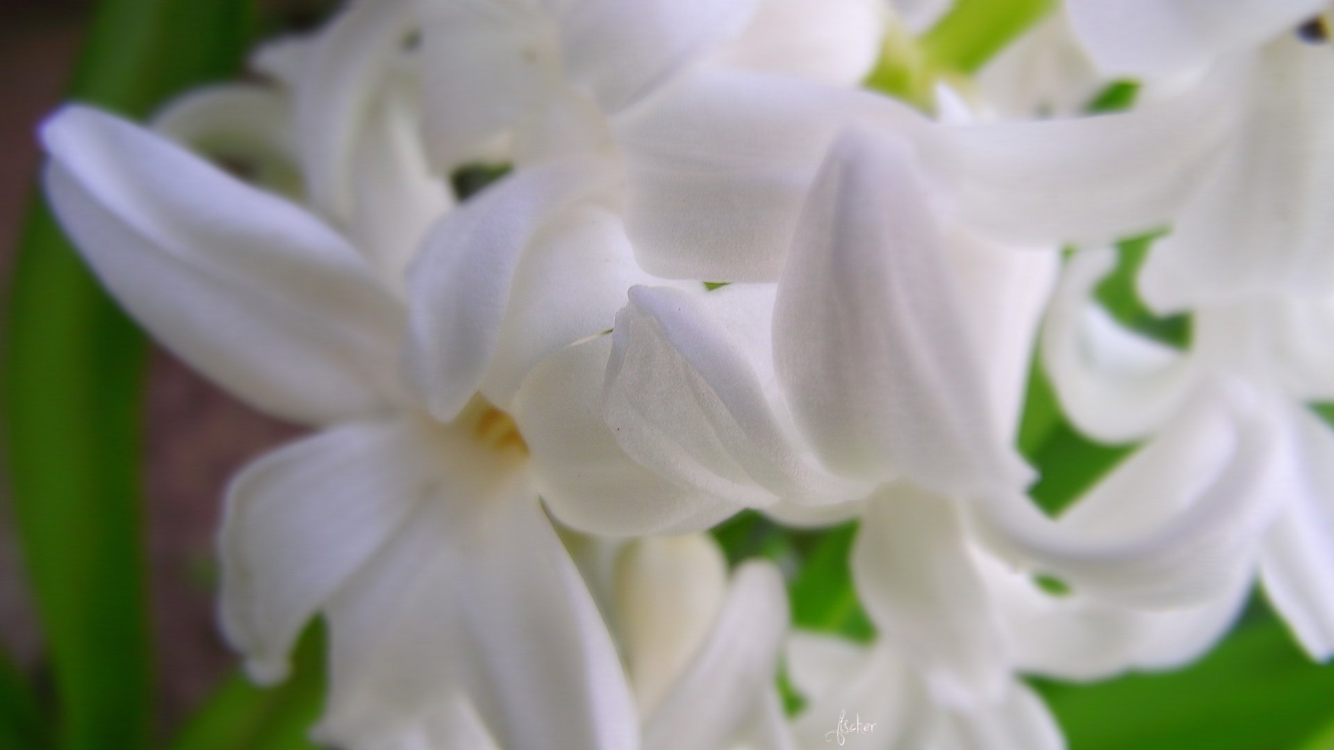 Fonds d'cran Nature Fleurs 