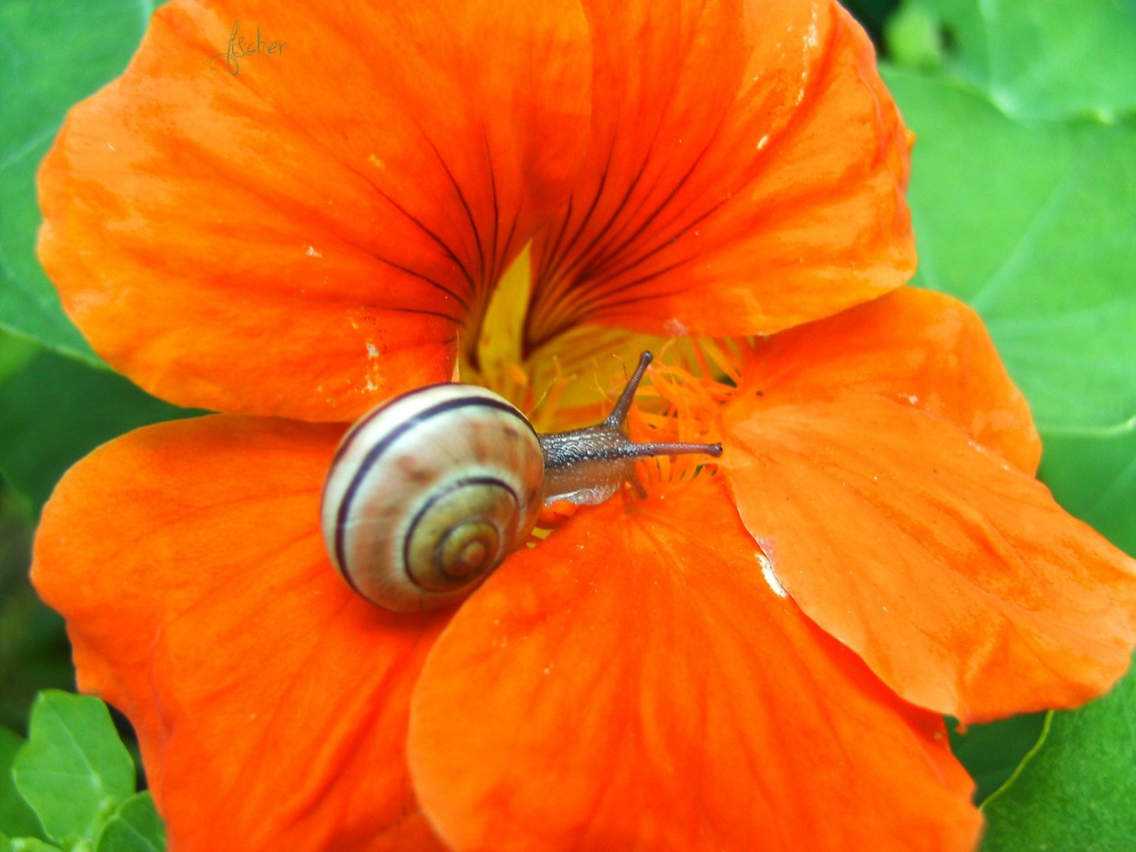 Wallpapers Animals Snails - Slugs 