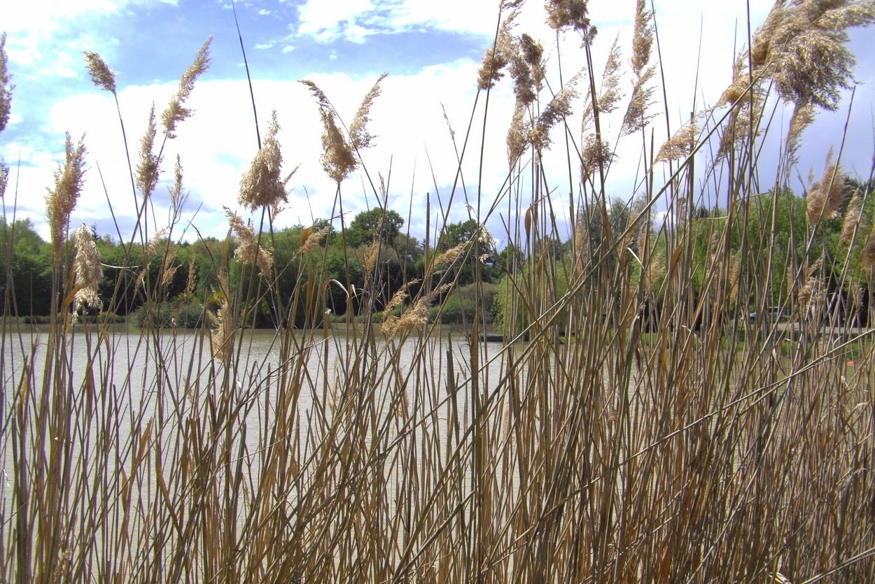 Fonds d'cran Nature Herbes 