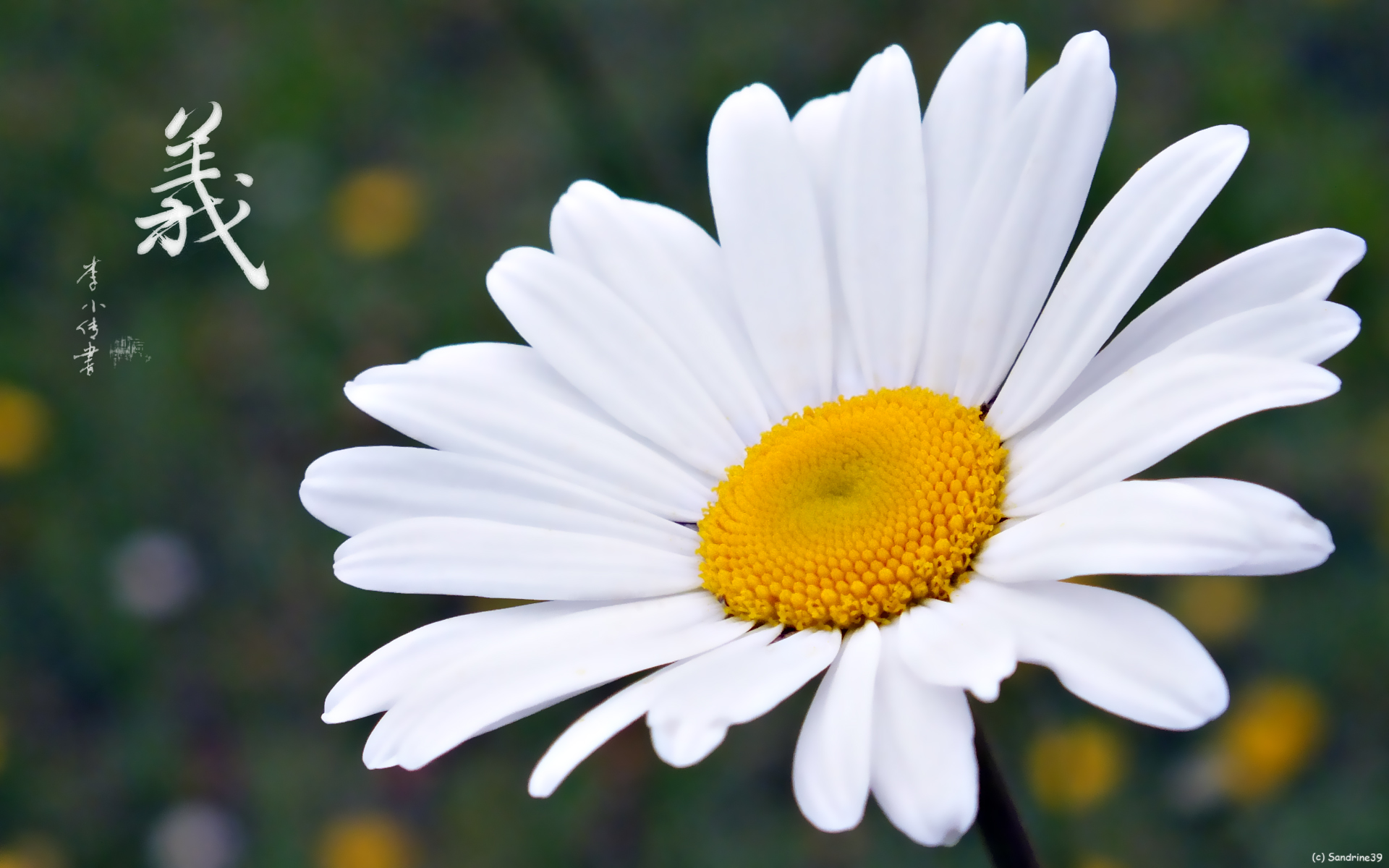 Fonds d'cran Nature Fleurs Grande marguerite