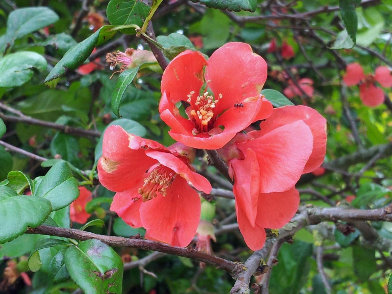 Fonds d'cran Nature Fleurs fleurs