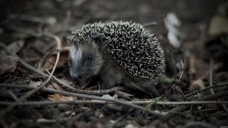 Wallpapers Animals Hedgehogs Wallpaper N300749