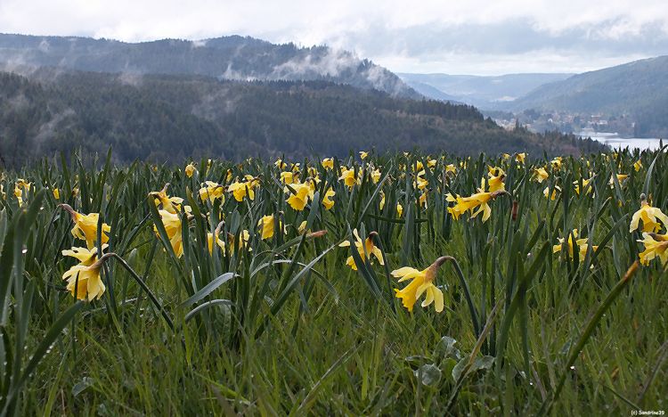 Fonds d'cran Nature Champs - Prairies Champs de Jonquilles