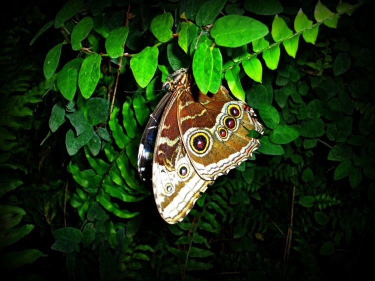 Wallpapers Animals Insects - Butterflies papillon de nuit