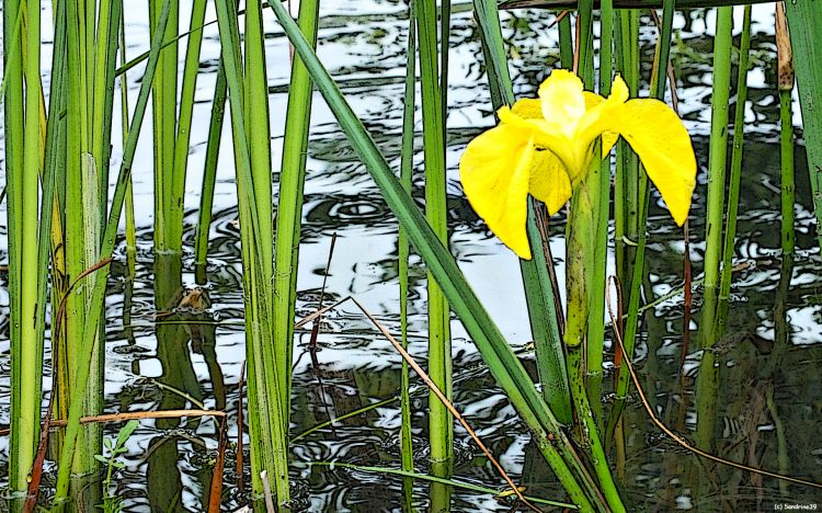 Wallpapers Nature Flowers Iris d