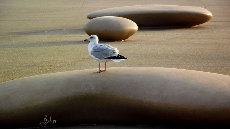 Fonds d'cran Animaux Oiseaux - Mouettes et Golands Wallpaper N300870