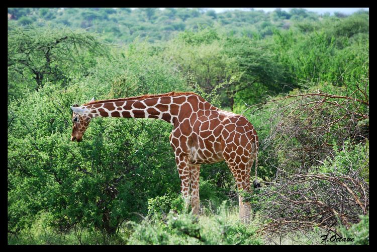 Wallpapers Animals Giraffes Girafe