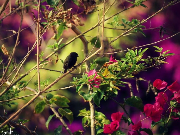 Fonds d'cran Animaux Oiseaux - Divers litle bird