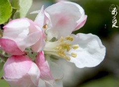  Nature Pommier en fleurs