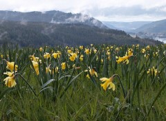  Nature Champs de Jonquilles