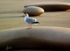  Animaux Image sans titre N300870