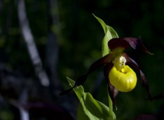  Nature Cypripedium calceolus 2. 2012