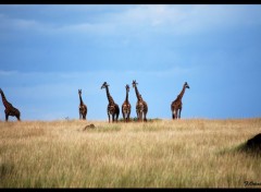  Animaux Girafes !