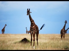  Animals Girafes !