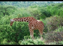  Animaux Girafe