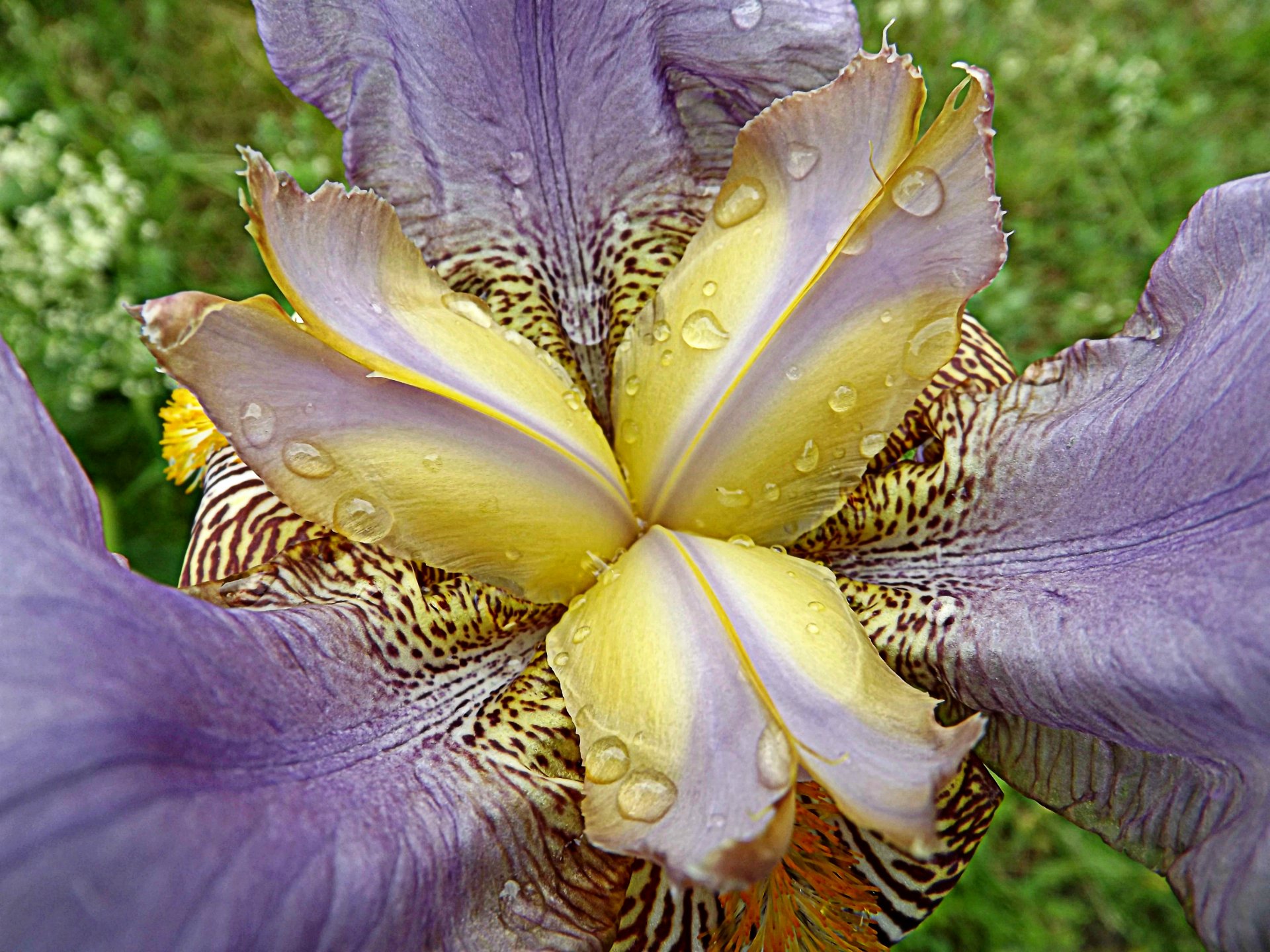 Wallpapers Nature Flowers au coeur de l'iris