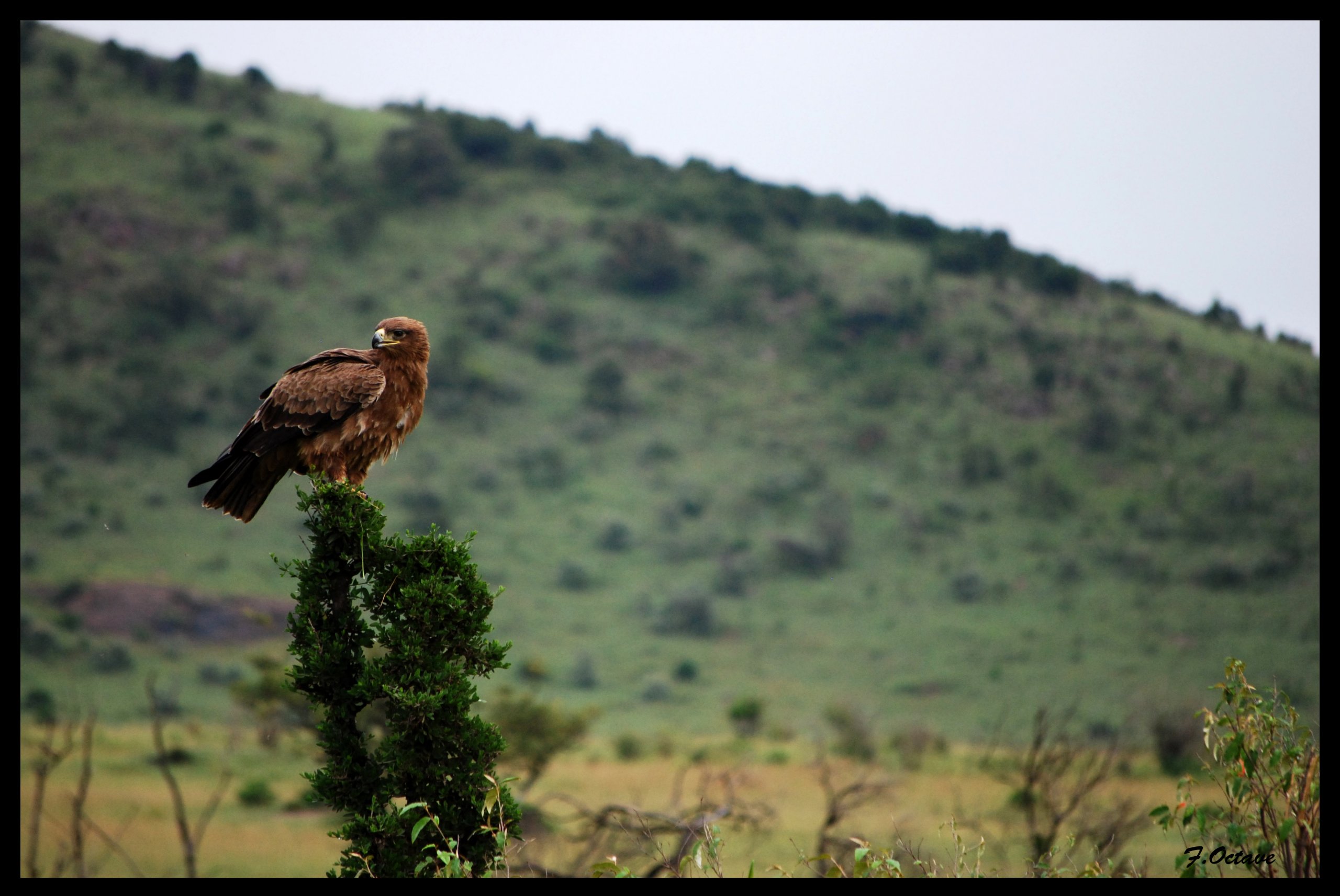 Fonds d'cran Animaux Oiseaux - Aigles Rapace