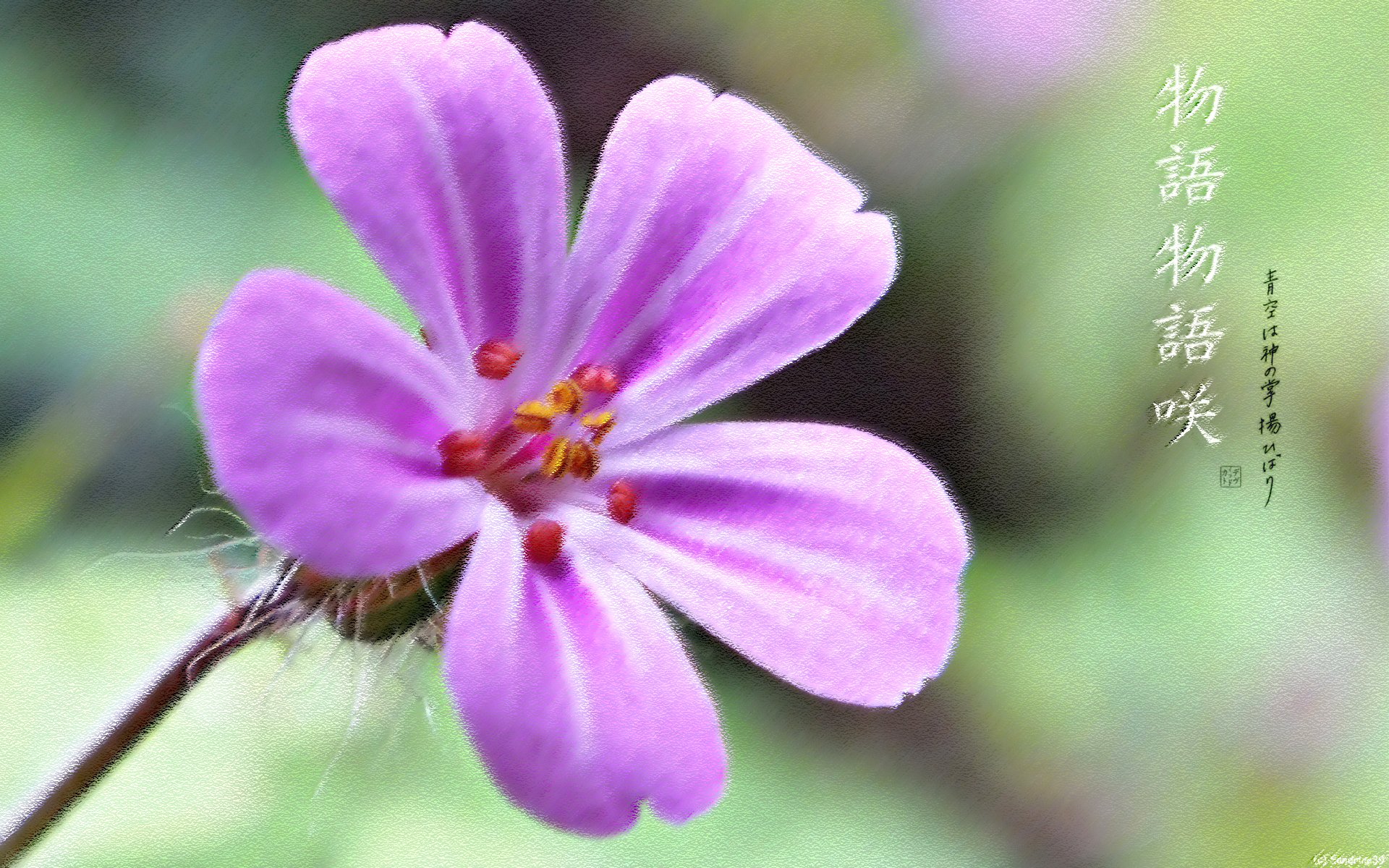 Fonds d'cran Nature Fleurs Violette sauvage