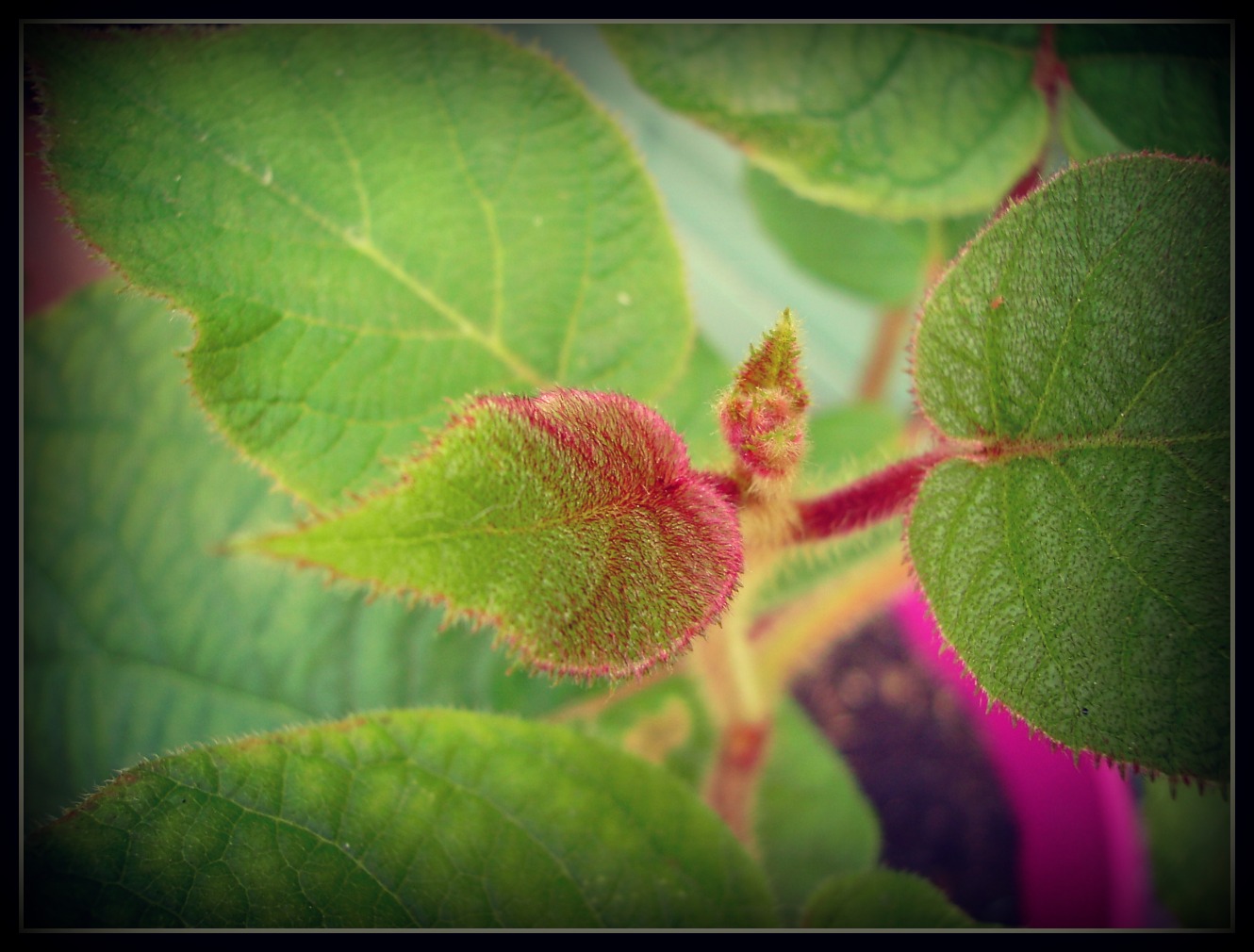 Wallpapers Nature Leaves - Foliage Mon bebe kiwi