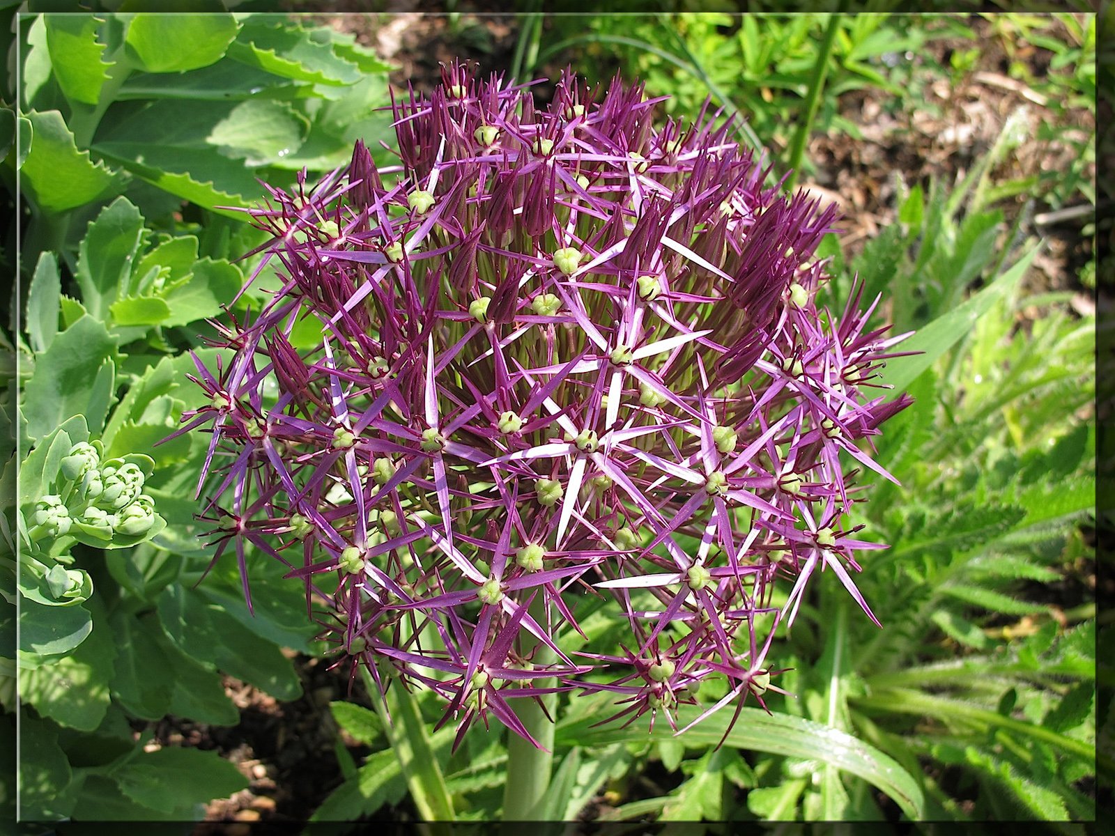 Wallpapers Nature Flowers Parc floral de Vincennes