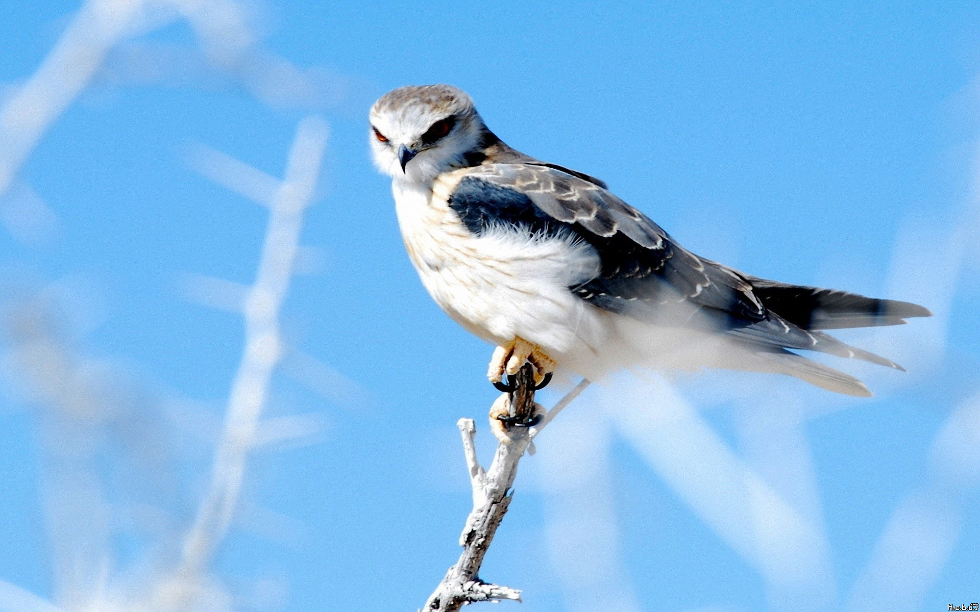 Wallpapers Animals Birds - Falcons 