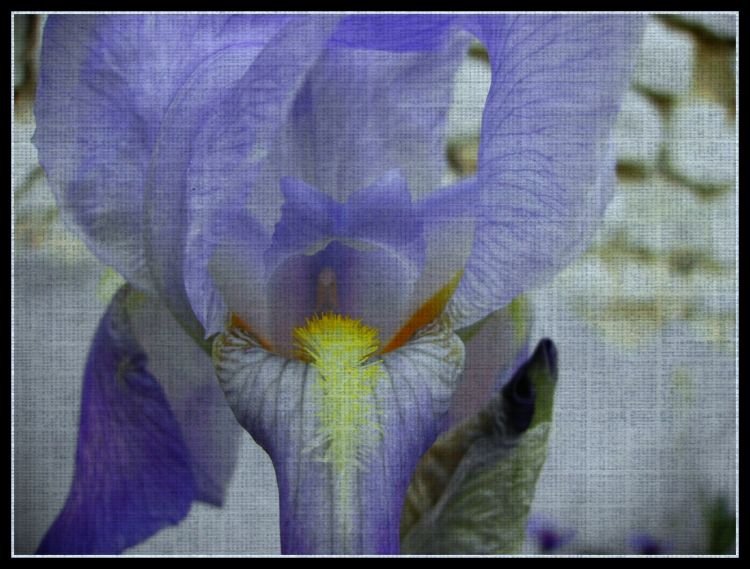 Wallpapers Nature Flowers Iris