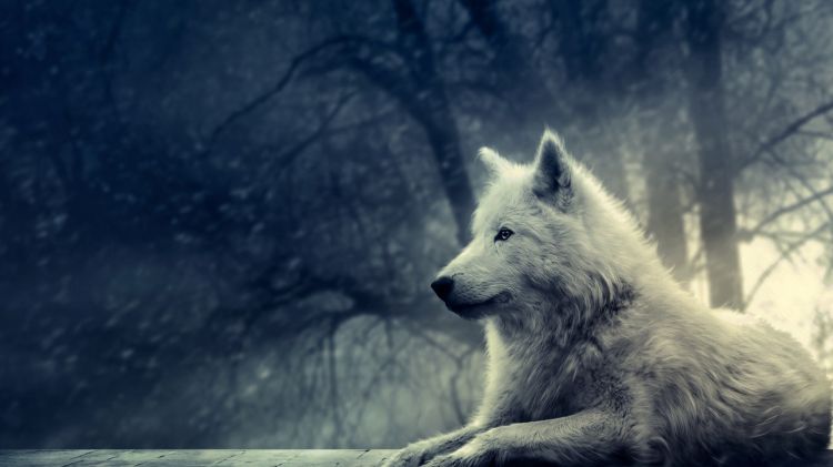 Fonds d'cran Animaux Loups Wallpaper N301049