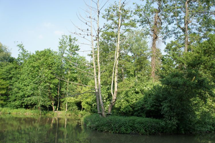 Wallpapers Nature Rivers - Torrents L' ile aux oiseaux  et ragondins sur l' Yerres  Brunoy 91