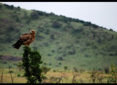  Animaux Rapace