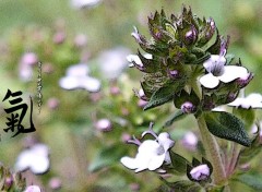  Nature Thym en fleurs