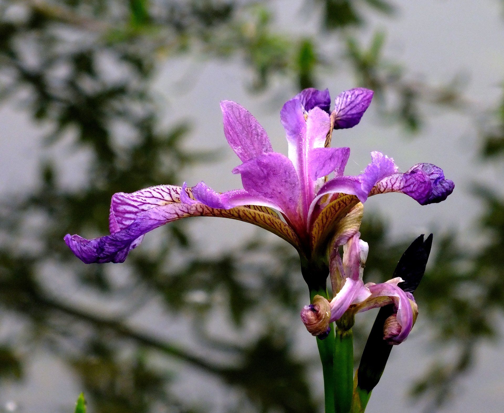 Fonds d'cran Nature Fleurs fleurs d'tang