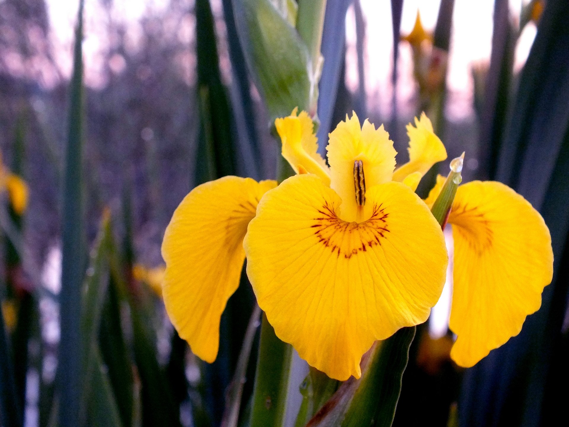 Fonds d'cran Nature Fleurs Fleur d'étang