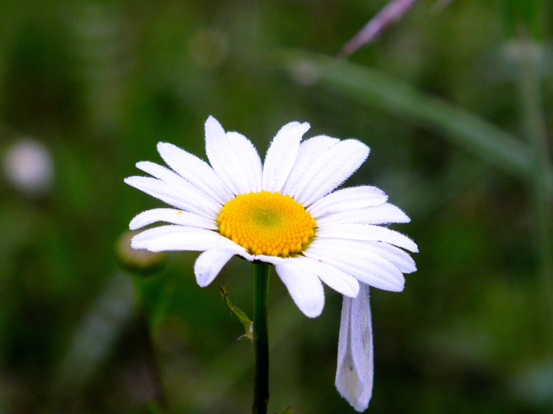 Fonds d'cran Nature Fleurs Marguerite