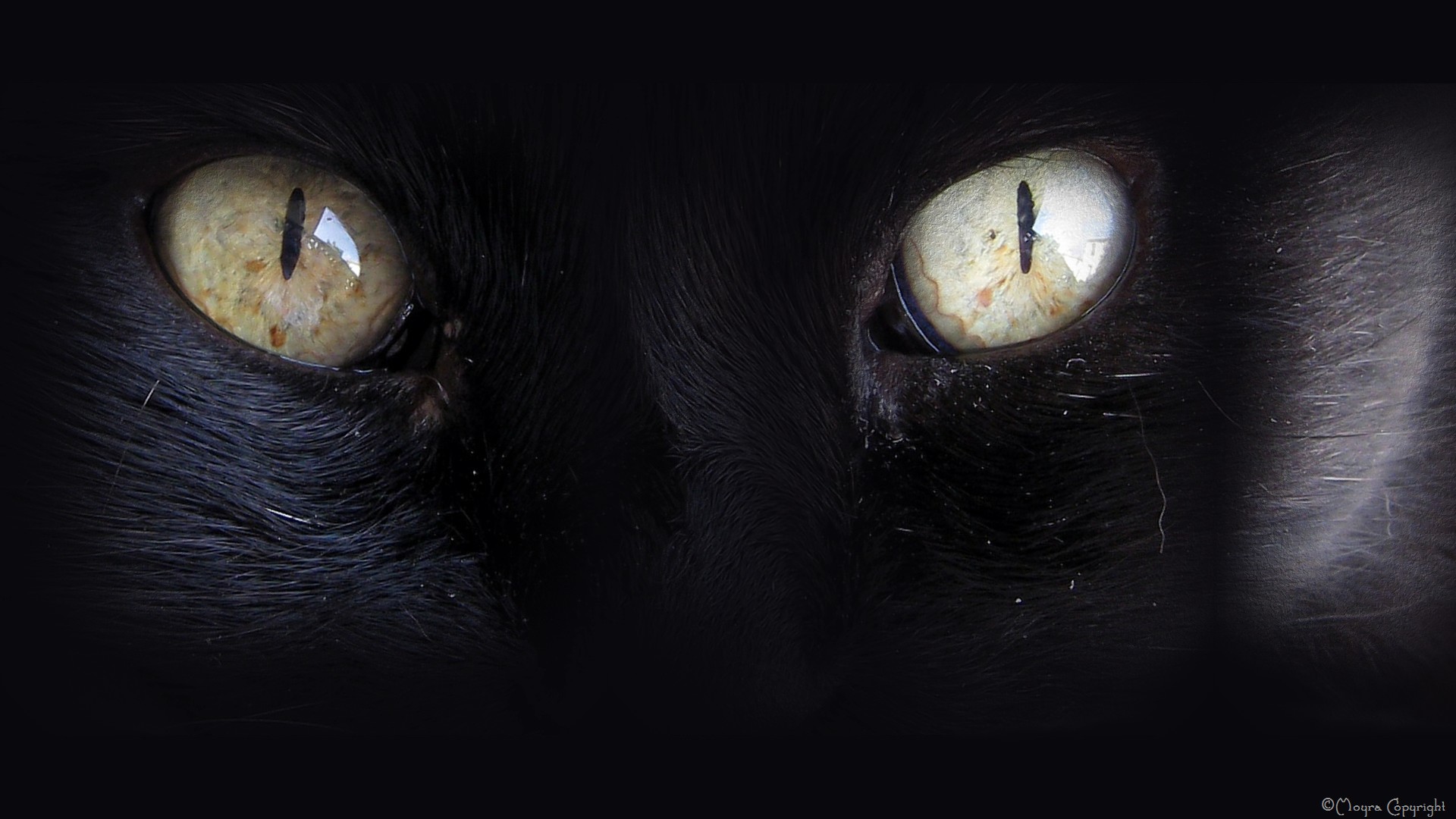Время глазами кошки. Глаза кошки. Глаза черной кошки. Кошачий глаз Минимализм. Черные глаза у животных.