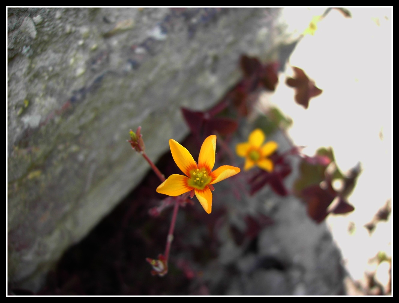 Fonds d'cran Nature Fleurs 