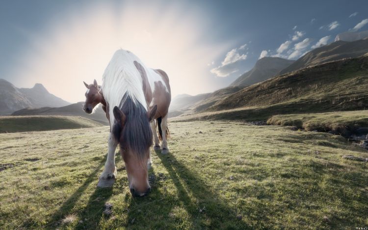 Fonds d'cran Animaux Chevaux Wallpaper N301089