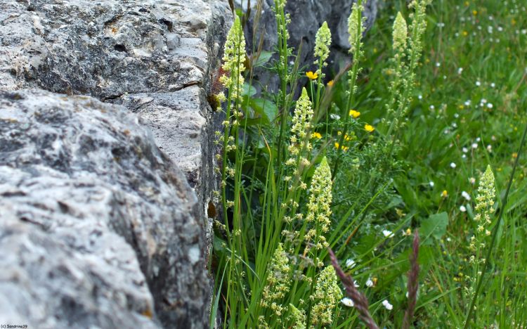 Wallpapers Nature Flowers Roc et verdure