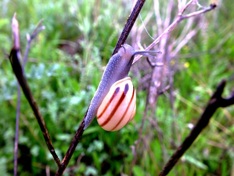 Fonds d'cran Animaux Escargots - Limaces Escargots