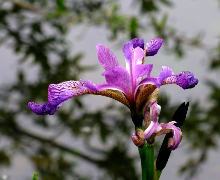 Fonds d'cran Nature Fleurs fleurs d'tang