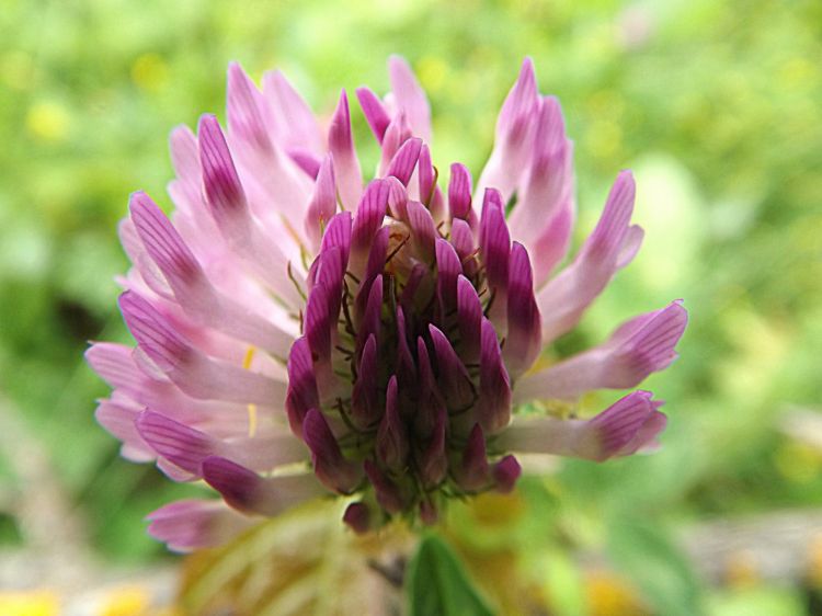 Fonds d'cran Nature Fleurs fleur au gout sucré