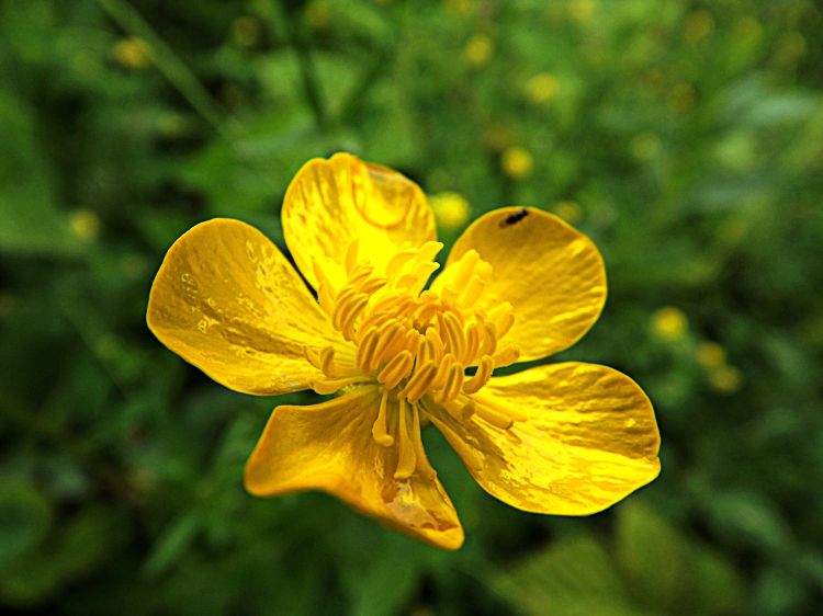 Fonds d'cran Nature Fleurs bouton d'or